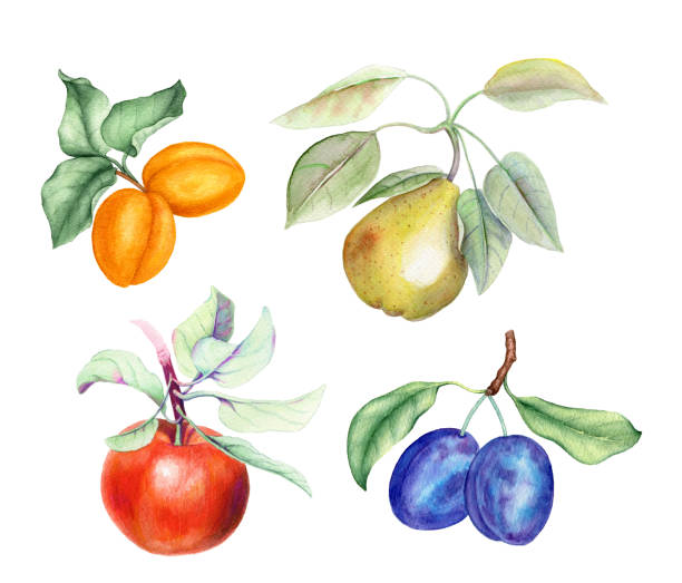 과일 세트: 살구, 배, 사과, 녹색 잎이 있는 매실 가지 - plum red white background organic stock illustrations