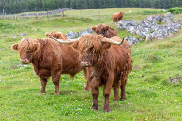 istock Beautiful Highland Cows in the Field 1270188889