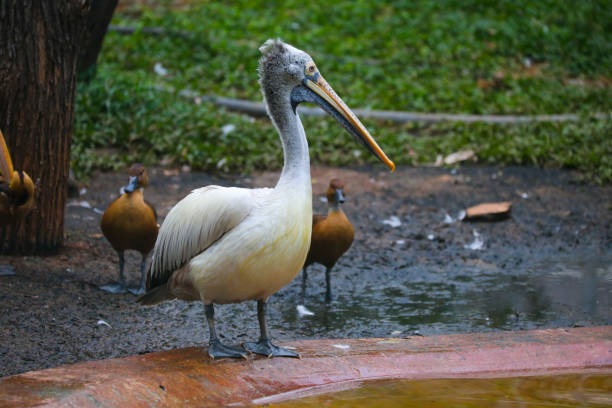 Pelican and footpath, Mexico