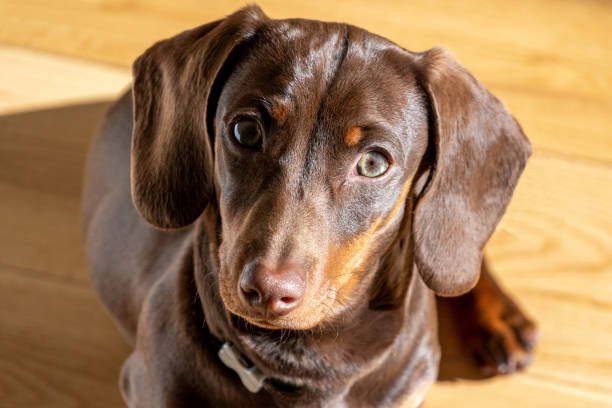 istock Miniature Chocolate Dachshund Puppy Dog 1270189151
