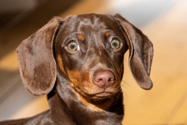 istock Miniature Chocolate Dachshund Puppy Dog 1270189159