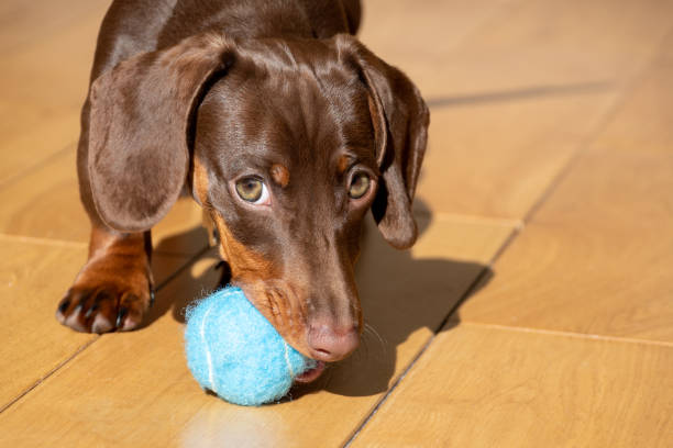 istock Miniature Chocolate Dachshund Puppy Dog 1270189186