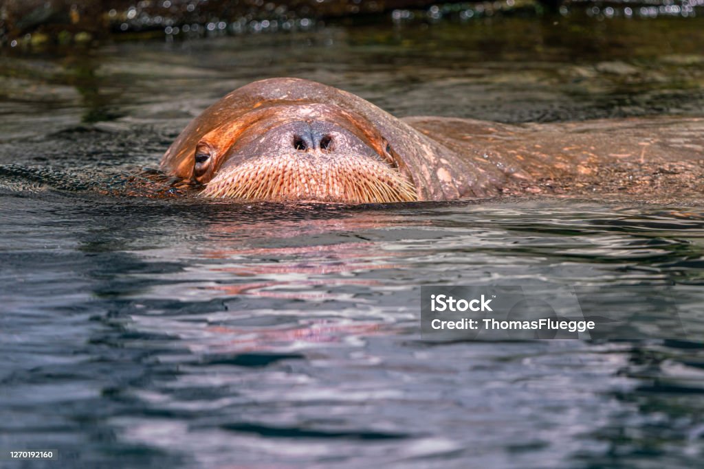 Walrus “Hrossvair”, in English “horse whale” - this is what the old Norse inhabitants of the northern latitudes used to call this impressive mammal. This gave rise to the term "walrus", which is not so far from the original name. Walrus Stock Photo