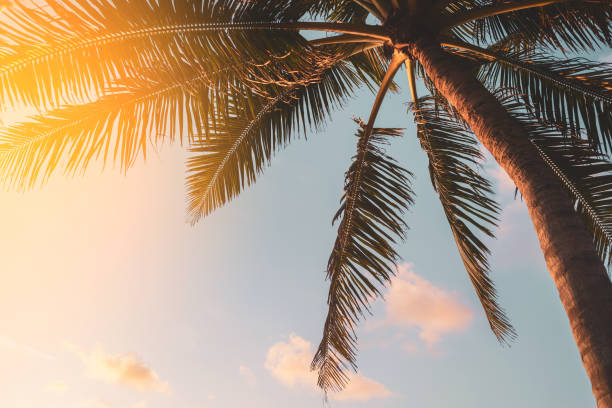 istock Tropical palm tree with sun light on sunset sky and cloud abstract background. Summer vacation and nature travel adventure concept. 1270192170