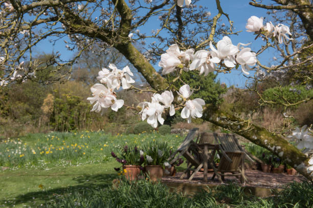 spring flowering deciduous magnolia tree (magnolia x loebneri 'merrill') creciendo en un jardín de cabañas rurales en rural devon, inglaterra, reino unido - tree magnolia vibrant color close up fotografías e imágenes de stock