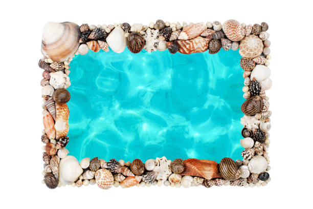 istock Seashells, blue ocean water frame white background isolated close up top view, sea shells decorative border, summer beach holidays, tropical island vacation backdrop, tourist travel banner, copy space 1270193197
