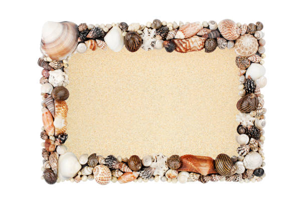 istock Seashells, golden sand empty frame white background isolated closeup top view, blank sea shells border, summer sandy beach holiday, tropical island vacation backdrop, tourist travel banner, copy space 1270193198