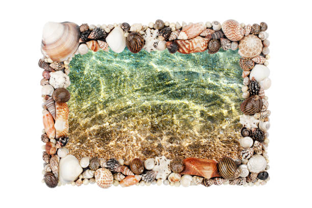 Blue ocean water texture in seashells frame white background isolated close up, sea shells border, summer beach holidays wallpaper, tropical island vacation backdrop, tourist travel banner, copy space textura de agua del océano azul en conchas marinas enmarcar fondo blanco aislado de cerca, frontera de conchas marinas, fondo de pantalla de vacaciones en la playa de verano, telón de fondo de vacaciones en la isla tropical, banner de viaje turístico, c
