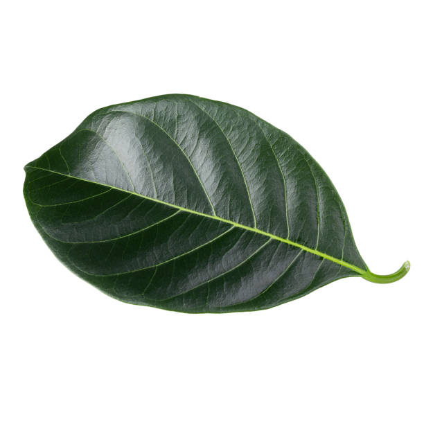 istock Green leaf of Jackfruit isolated on white background. with clipping path. 1270193734
