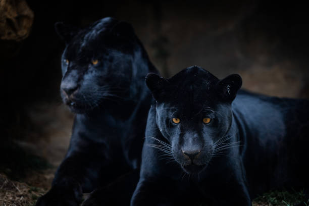 istock Two Black panther sitting in the jungle 1270194451