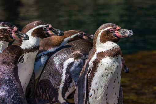 Group of Humboldt Penguin (Spheniscus humboldti)