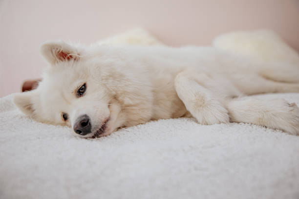 istock dog playing at home, bring happiness, joy and playfulness 1270195684