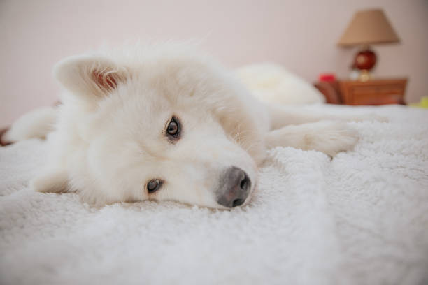 istock dog playing at home, bring happiness, joy and playfulness 1270195696