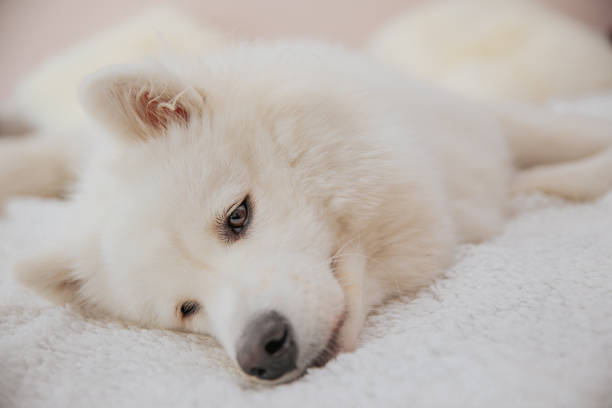 istock dog playing at home, bring happiness, joy and playfulness 1270195770