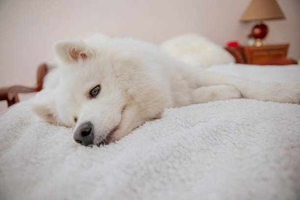 istock dog playing at home, bring happiness, joy and playfulness 1270195795