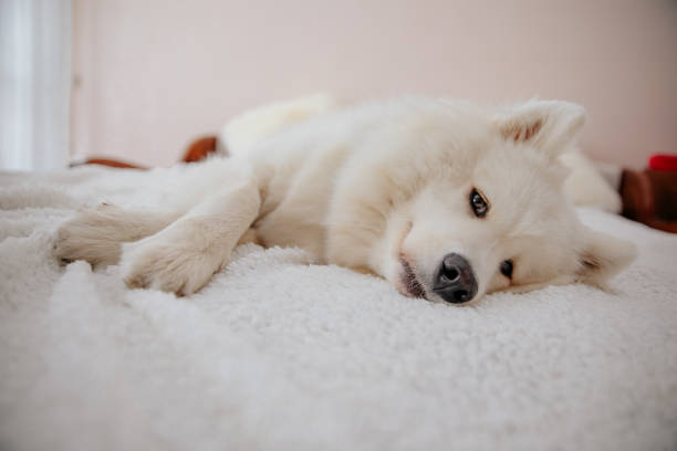 istock dog playing at home, bring happiness, joy and playfulness 1270195808