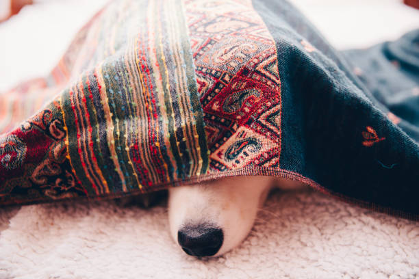 istock dog playing at home, bring happiness, joy and playfulness 1270197277