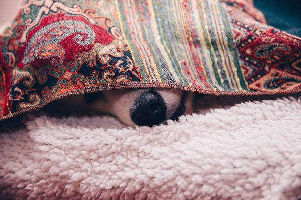 istock dog playing at home, bring happiness, joy and playfulness 1270197459