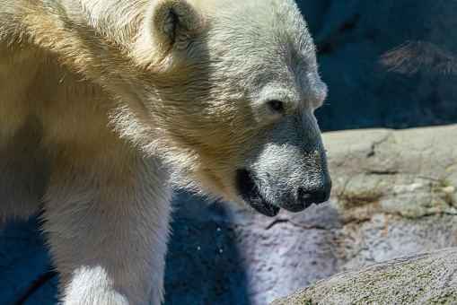 The polar bear is - after the Kodiak bear - the second largest land predator in the world. A male polar bear can grow to be almost three meters tall.