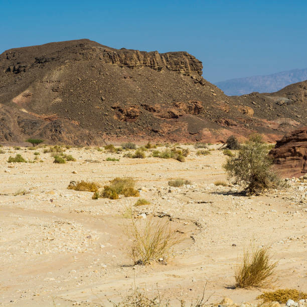 istock Whimsical Patterns of the Desert 1270197915