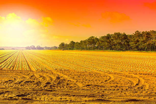 istock Breathtaking agriculture landscape 1270197997