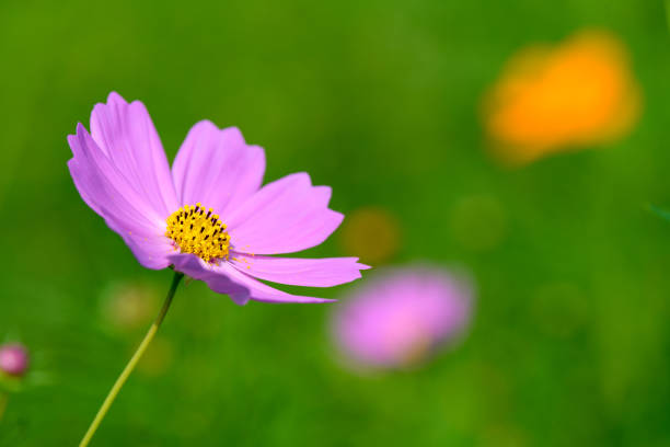 Cosmos flower in the autumn.Cosmos is a representative autumn flower in Japan.