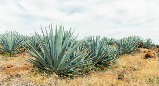 istock Detail of agave in Tequila. 1270198941