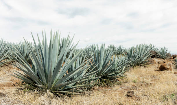 istock Detail of agave in Tequila. 1270199034