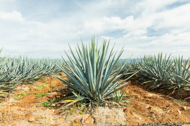 istock Detail of agave in Tequila. 1270199054