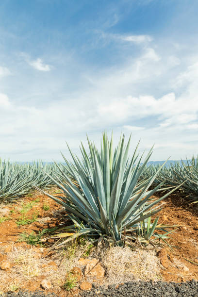 istock Detail of agave in Tequila. 1270199095