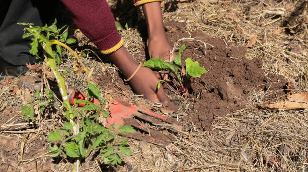 istock African child hands planting vegetables in soil 1270199116