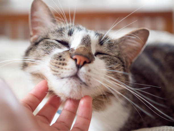 istock Touch  a cat sit on the bed at home 1270199145