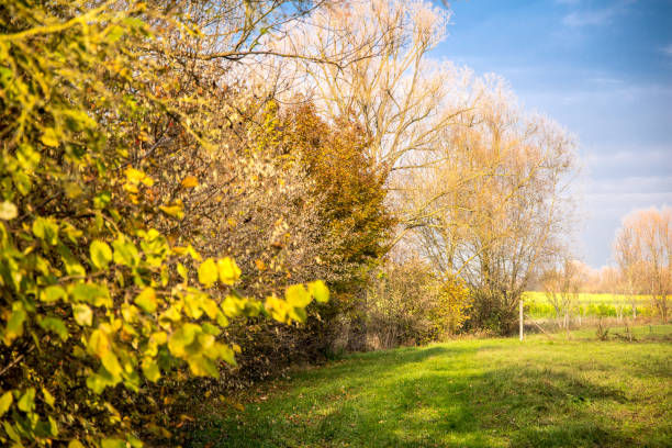 istock Forest edge with colourful autumn foliage next to a green meadow under a blue sky 1270199304
