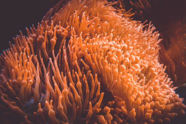 istock Sea anemone in ocean 1270199338