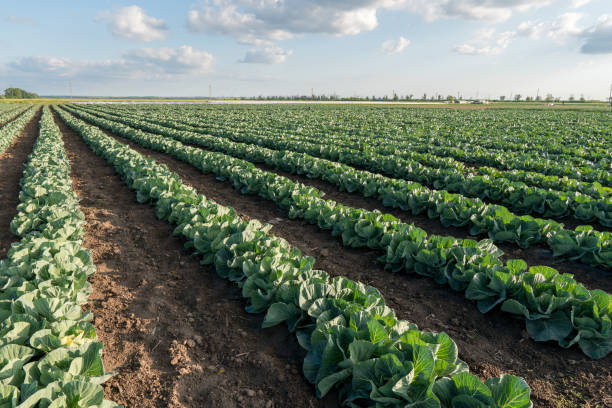 istock Young cabbage grows in the farmer field. Growing cabbage field in diffused light on the sunset 1270200565