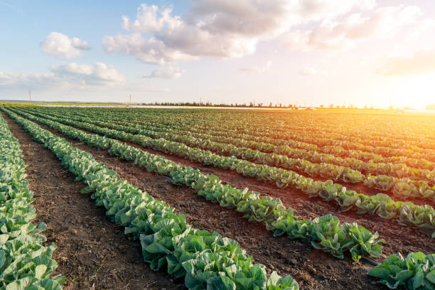 istock Young cabbage grows in the farmer field. Growing cabbage field in diffused light on the sunset 1270200567