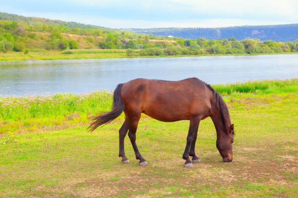 istock Tranquil scene with grazing horse 1270201460