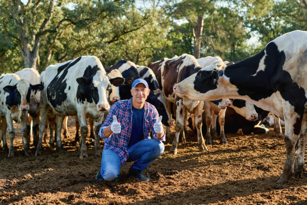 istock Farmer is working on farm with dairy cows. 1270201464