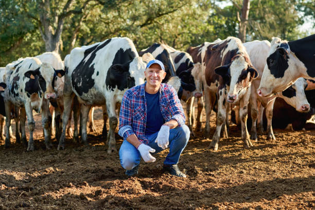 istock Farmer is working on farm with dairy cows. 1270201478