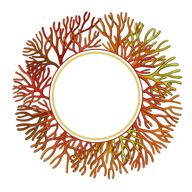 rama mchu morskiego - red seaweed stock illustrations