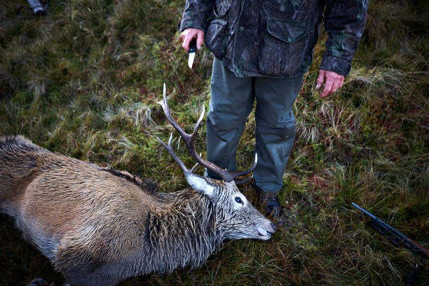preparare una decapitazione di un cervo - elk deer hunting animals hunting foto e immagini stock