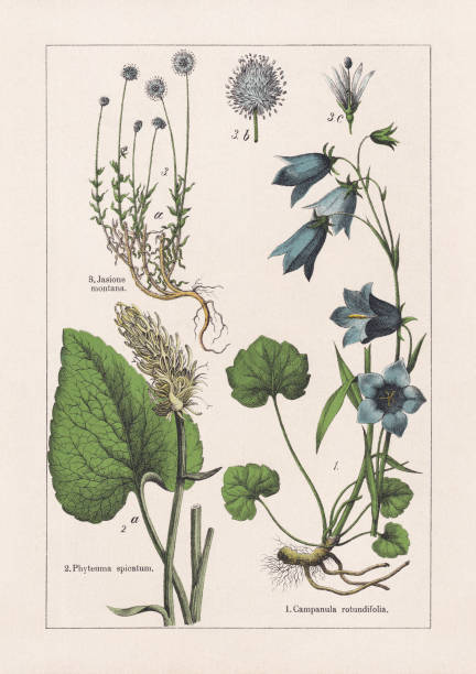 bildbanksillustrationer, clip art samt tecknat material och ikoner med magnoliids, campanulaceae, kromolitograf, publicerad 1895 - bluebell