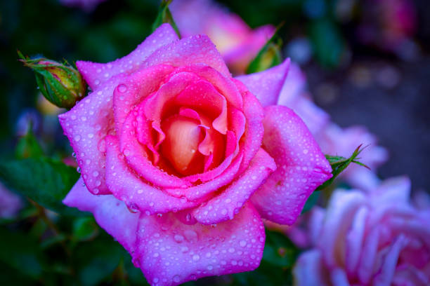 istock Beautiful roses with water drops 1270203861