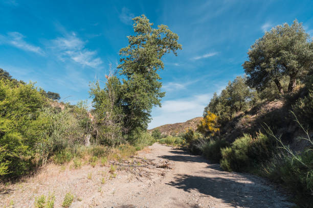 istock dry river with vegetation and trees on the margin 1270204083