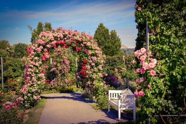 istock Beautiful roses with water drops 1270204149