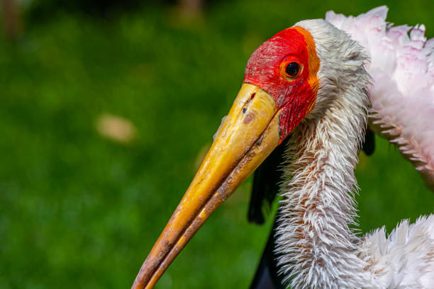 istock Gelbstorch Portrait 1270204847