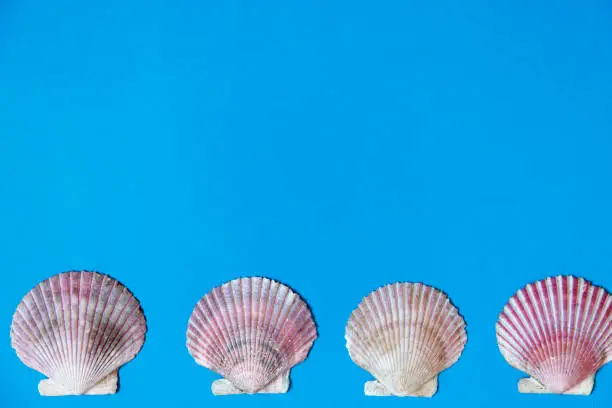 Large sea shells on blue background