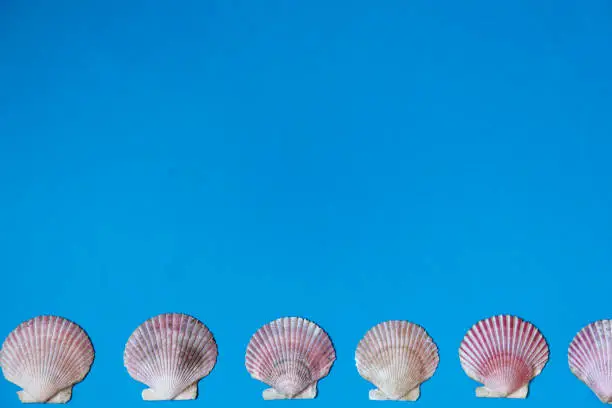 Large sea shells on blue background