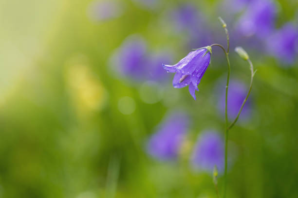 flower campanula patula, wild flowering plant, beautiful purple spreading bellflowers flowers in bloom, Summertime, Europe, Czech Republic