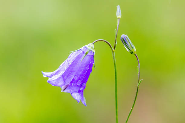 flower campanula patula, wild flowering plant, beautiful purple spreading bellflowers flowers in bloom, Summertime, Europe, Czech Republic
